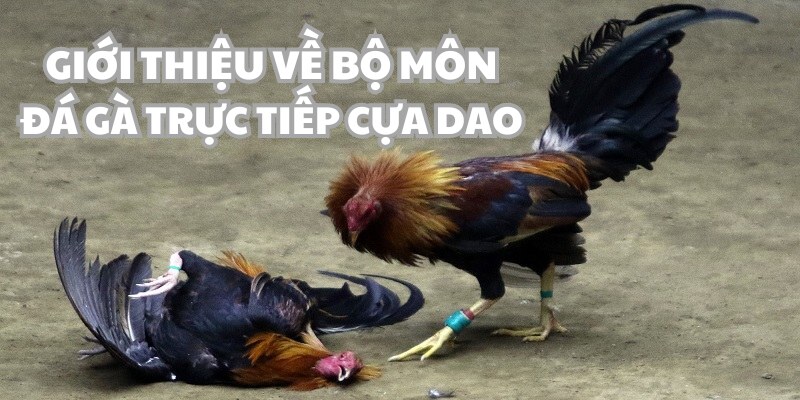 Đá gà trực tiếp cựa dao là gì?